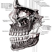 Diagrams of the Mouth