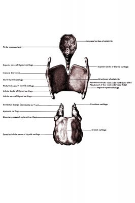 Diagrams Of The Mouth 17