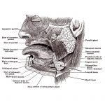 The Mouth Anatomy 1