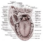 The Mouth Anatomy 10
