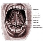 The Mouth Anatomy 12