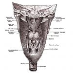The Mouth Anatomy 13