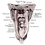 The Mouth Anatomy 15