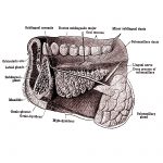 The Mouth Anatomy 18