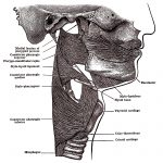 The Mouth Anatomy 3