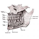 The Mouth Anatomy 4