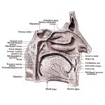 The Mouth Anatomy 6