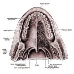 The Mouth Anatomy 7