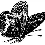 Insects Clip Art 1 - Butterfly