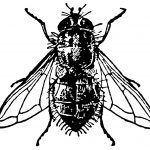 Insects Clip Art 4 - House Fly