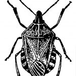 Insects Clip Art 5 - Little Bug