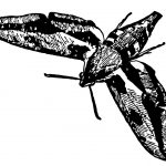 Insects Clip Art 7 - Pretty Moth