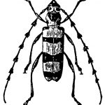 Insects Clip Art 8 - Striped Beetle