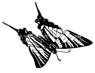 Insects Clip Art 2 - Butterfly