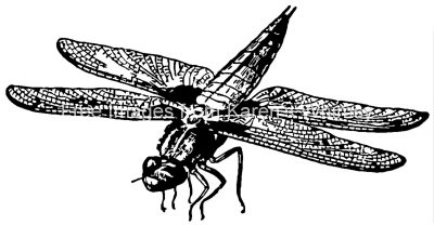 Insects Clip Art 3 - Dragonfly