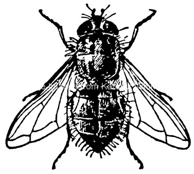 Insects Clip Art 4 - House Fly