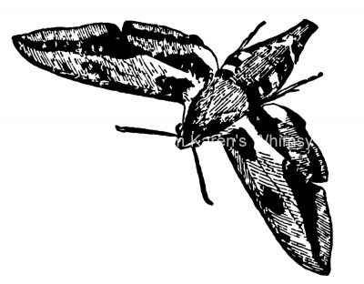 Insects Clip Art 7 - Pretty Moth
