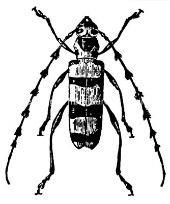 Insects Clip Art 8 - Striped Beetle