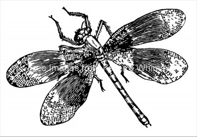 Insects Clip Art 9 - Dragonfly