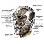 The Anatomy Of The Face 1