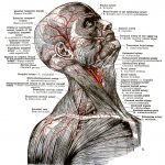 The Anatomy Of The Face 10