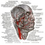 The Anatomy Of The Face 11