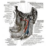 The Anatomy Of The Face 13