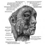 The Anatomy Of The Face 20