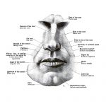 The Anatomy Of The Face 8
