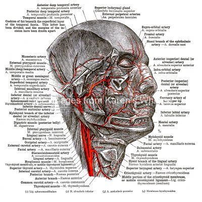 The Anatomy Of The Face 11