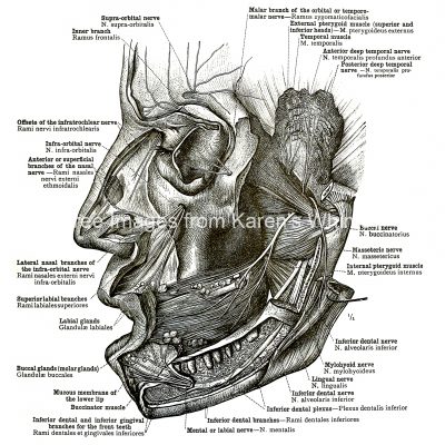 The Anatomy Of The Face 15