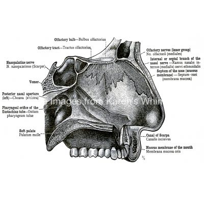 The Anatomy Of The Face 18