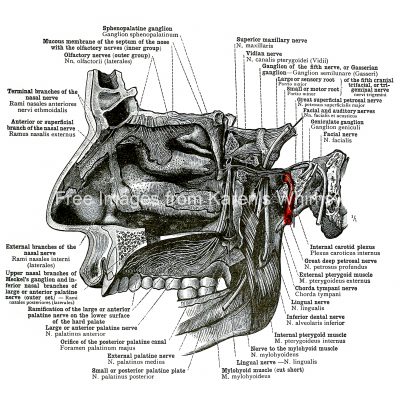 The Anatomy Of The Face 21