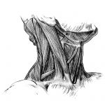 Neck Drawings 9