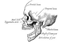 Bones In The Face 3