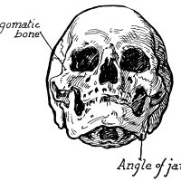 Bones in the Face