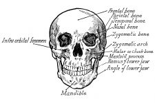 Bones In The Face 9