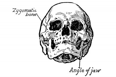Bones In The Face 8