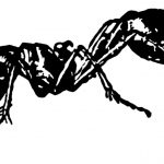Pictures of Insects 1 - Black Ant