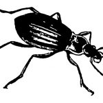 Pictures of Insects 3 - Beetle