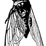 Pictures of Insects 4 - Cicada