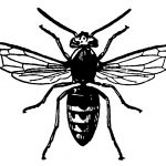 Pictures of Insects 5 - Hornet
