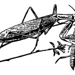 Pictures of Insects 7 - Praying Mantis