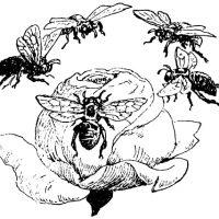 Bee Clipart