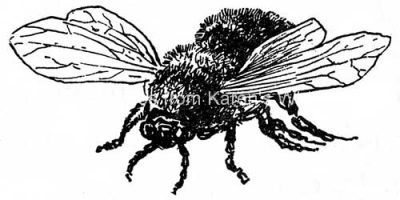 Bee Clipart 1 - A Single Bumble Bee
