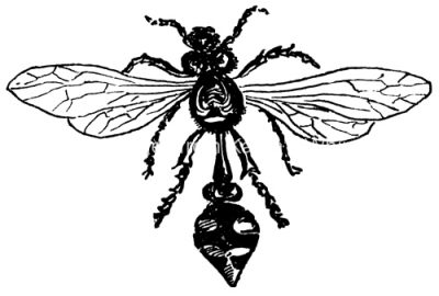 Wasps 1 - A Wasp Close Up