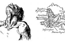 Anatomy Of The Neck And Throat 1