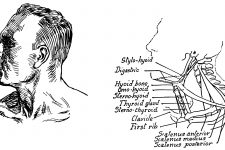 Anatomy Of The Neck And Throat 10