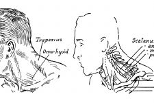 Anatomy Of The Neck And Throat 11