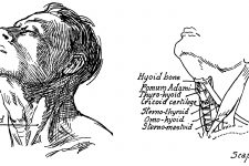 Anatomy Of The Neck And Throat 12